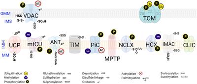 Post-translational modifications and protein quality control of mitochondrial channels and transporters